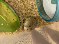 ücretsiz hamster sahiplendiriyoruz