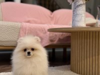 Dişi Ayı Surat Pomeranian Boo