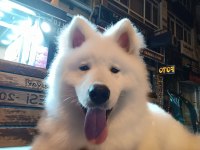 7 Aylık Alfa Karbeyaz Samoyed