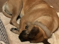 5 yaşında sakin kısır dişi çipli presa canario