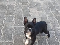 Orijinal french bulldog siyah beyaz