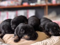 Kaliteli alman kurdu bebeklerimiz için acele edin