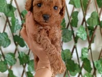 Saf Toy Poodle Nadir Kalite