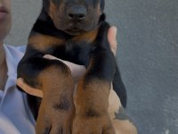 Şecereli European Doberman