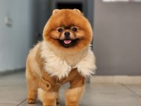 Şampiyon efsane erkek yetişkin pomeranian