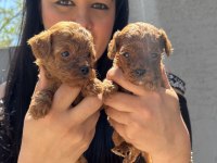 Red brown kilo garantili toy poodle yavrularım