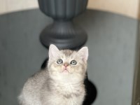 Evinizin Neşesi Olacak British Shorthair Silver