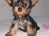 Mini Boy Teacup Yorkshire Terrier Yavrular