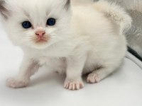 Şampiyon Anne ve Babanın Safkan Ragdoll Bebekleri