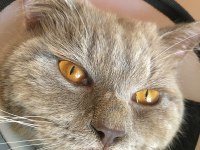British kedi