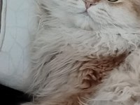 BLh Ny12 Golden full şecereli british longhair