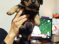 Rottweiler yavrularımız