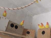 Lutino sevda papağanı