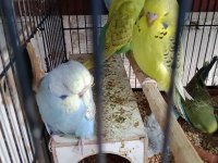 KONUŞTURMALIK RAİNBOW VE SHOW JUMBO MUHABBET KUŞU YAVRULAR