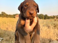 Orjinal king doberman yavrular