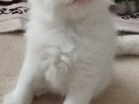 Köpük balım scottish fold