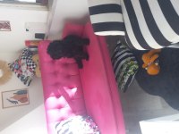 6 aylık dişi toy poodle