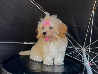 ORJİNAL MALTİPOO YAVRULAR