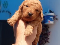 Toy poodle köpeği
