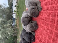 MÜKEMMEL CANE CORSO