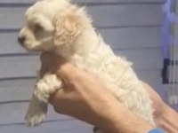 Maltipoo yavrularımız teslime hazır