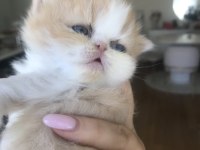 Sevimli Exotic Shorthair Yavru