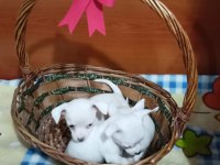 Yavru safkan dişi chihuahua