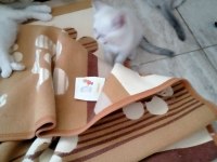 Kediler rezerve hazır scottish fold