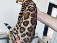 Saf kan bengal