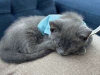 1.5 aylık erkek kedi