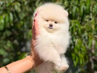 Oyuncak Değil Gerçek Pomeranian Boo