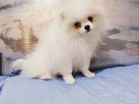 Pomeranian baby face
