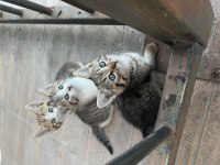 ÇOK ŞEKER ÜÇ ADET TEKİR