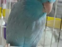 Mavi Erkek 1 Yaşında Forpus