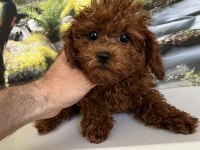Çok Tatlı 3,5 Aylık Orijinal Toy Poodle Dişi Yavru