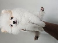 2 Aylık Dişi Pomeranian