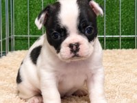 Sağlıklı fransız bulldog yavrular