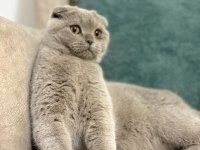 Tamamen uysal aşılar tam 1 buçuk yaşında scottish fold