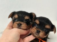 1.250 gr Yorkshire terrier yavrular uygun