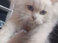 British longhair