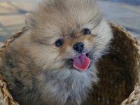 Irk Garantili Saf Kan Pomeranian