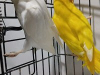 Lutino albino takım papağanlar
