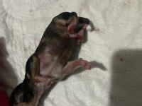 Nadir bulunan 4 renk merle poodle