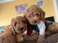 Toy Poodle Yavrular Her İle Aynı Gün Gönderilir