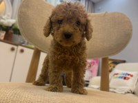 2 AYLIK MALTİPOO YAVRULARIMIZ