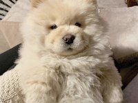 Çin aslanı chow chow yavrularımız
