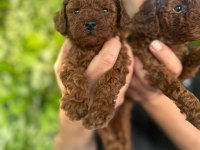 Poodle Yavrular