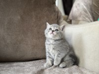Silver British Shorthair Disi