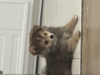 2 Aylık Pomeranian Spitz Yavrular