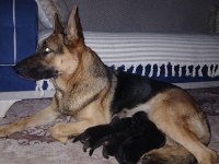 Safkan k9 yavrular yeni sahiplerini bekliyor